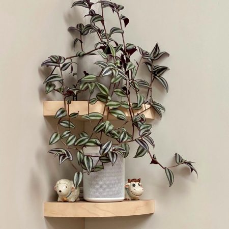 Buy wooden shelves on sale online